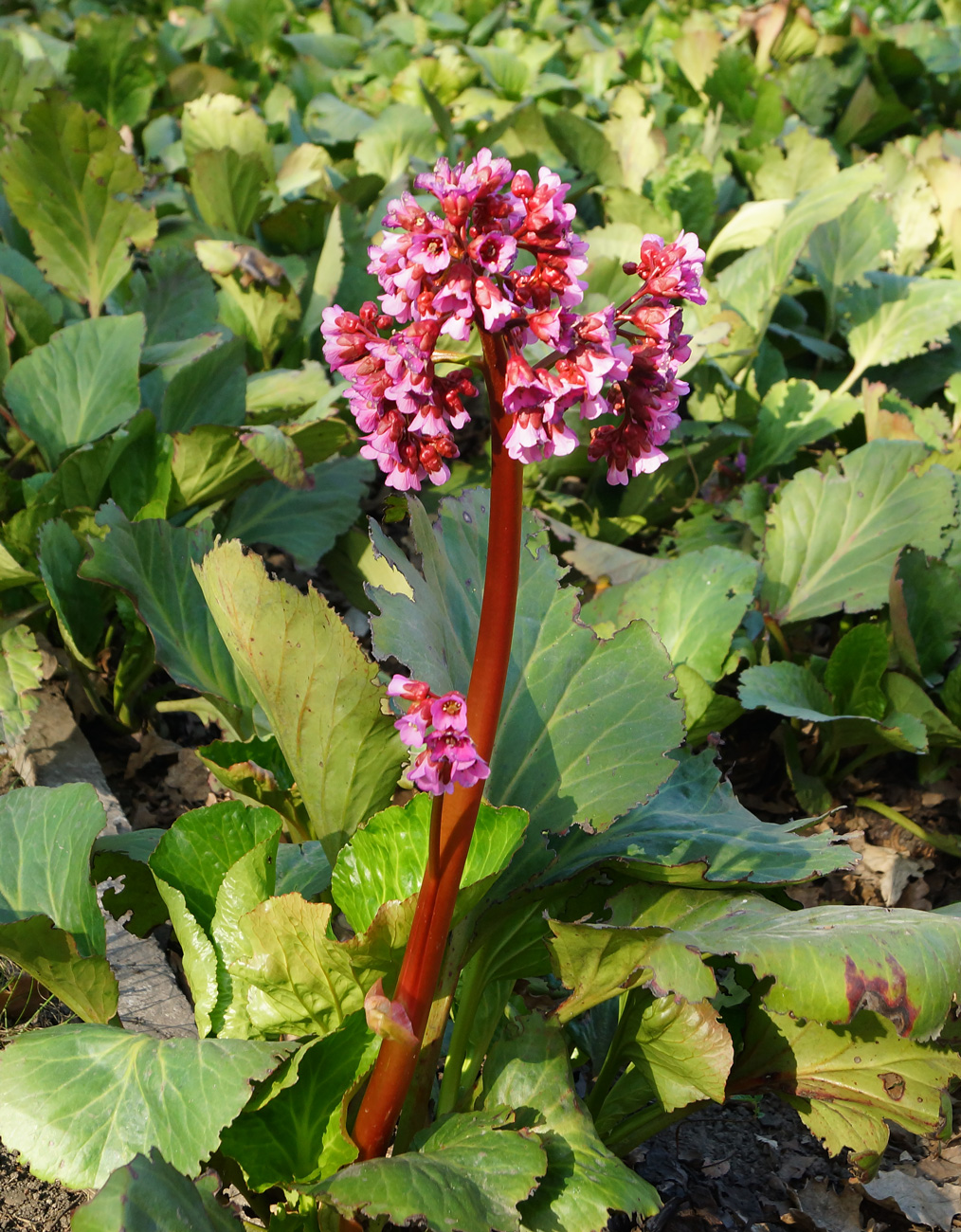 Изображение особи Bergenia crassifolia.