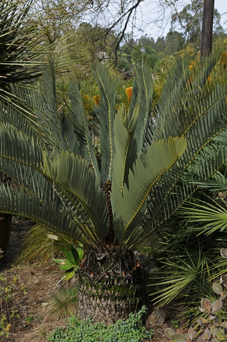 Изображение особи Encephalartos eugene-maraisii.