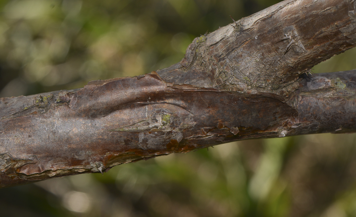 Image of genus Pereskia specimen.