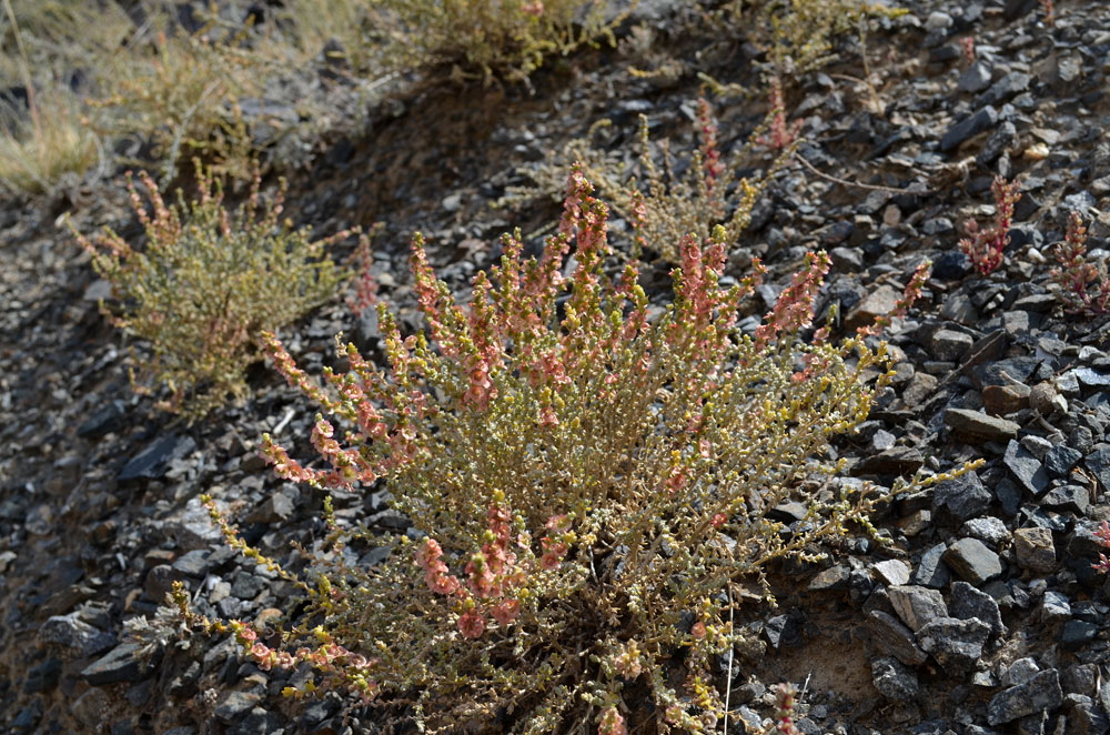 Image of Salsola gemmascens specimen.