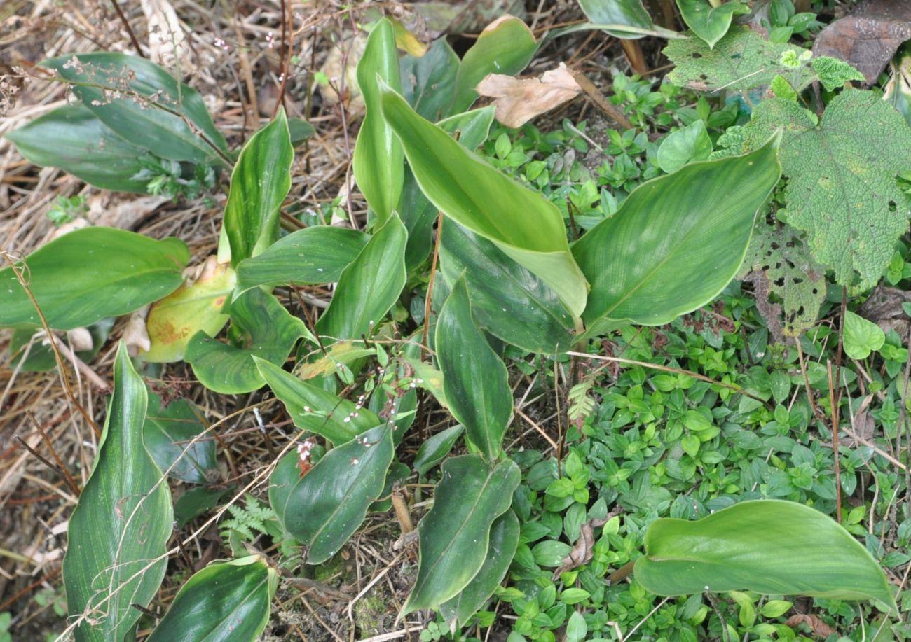 Изображение особи семейство Zingiberaceae.