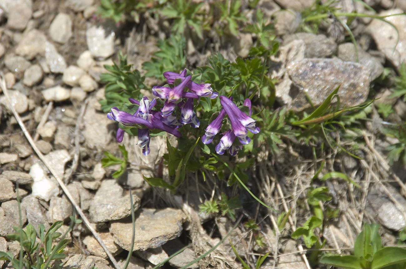 Image of Corydalis conorhiza specimen.