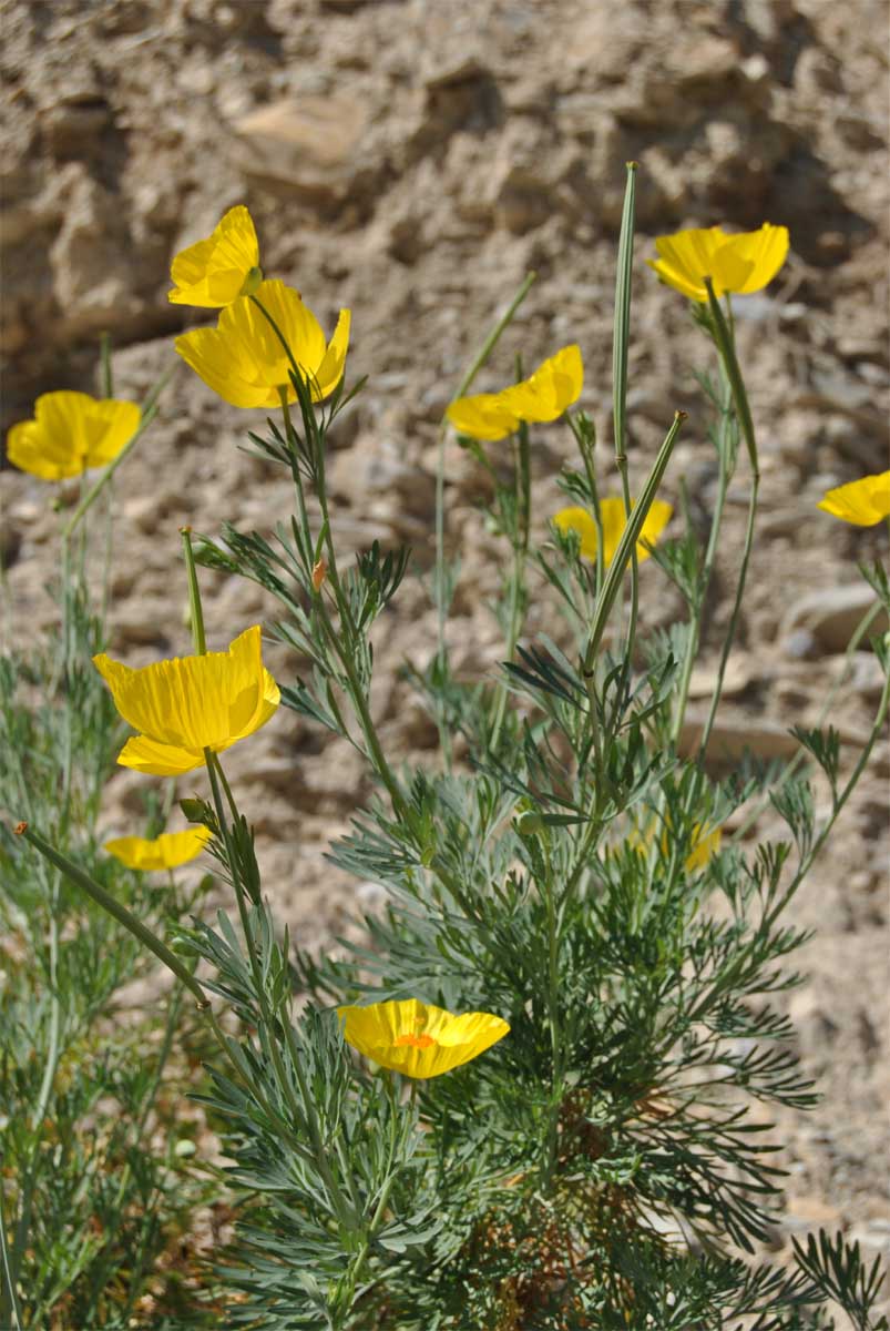 Image of Hunnemannia fumariifolia specimen.