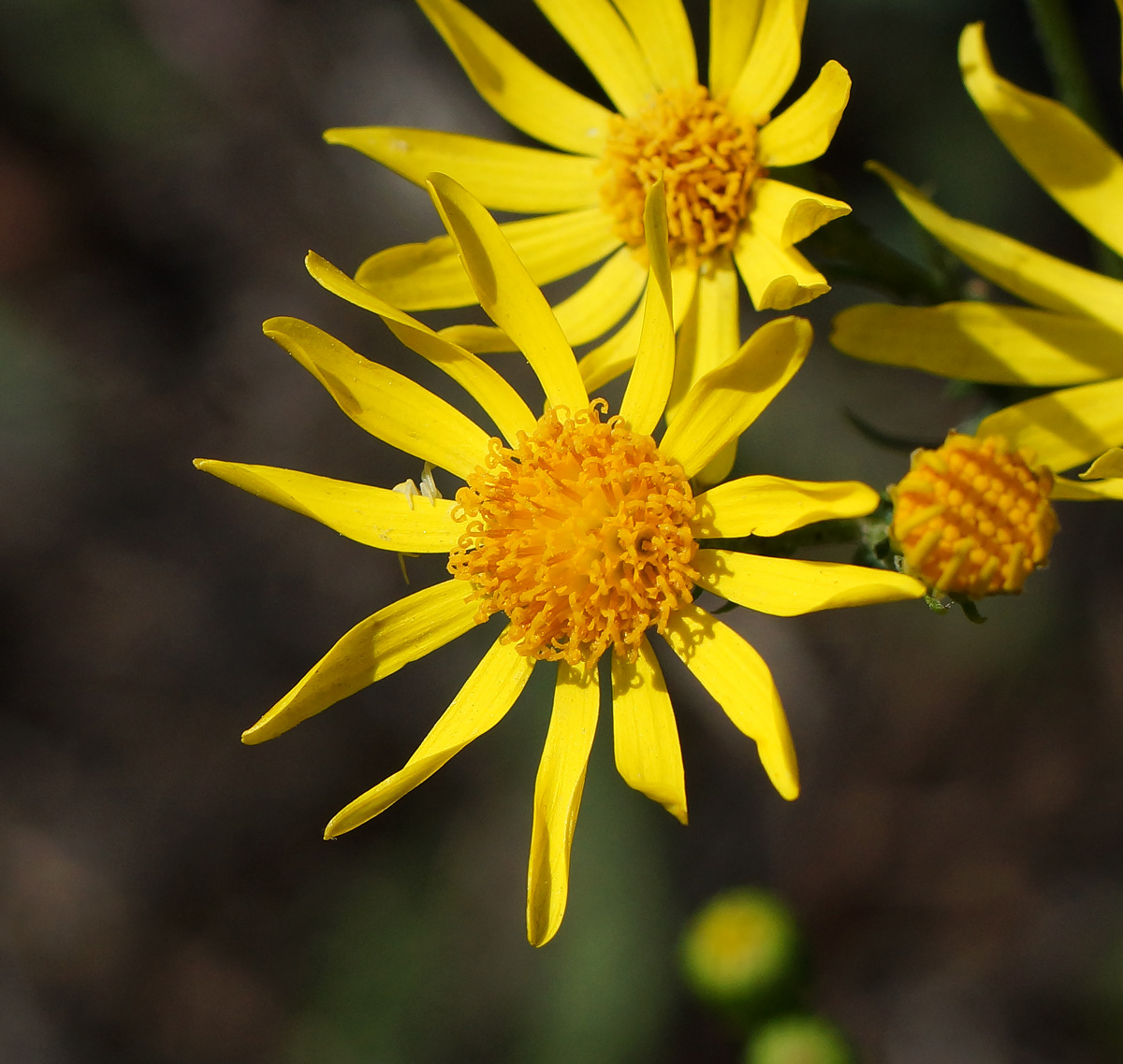 Изображение особи Senecio jacobaea.