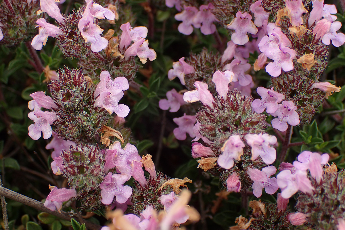 Изображение особи Thymus comptus.