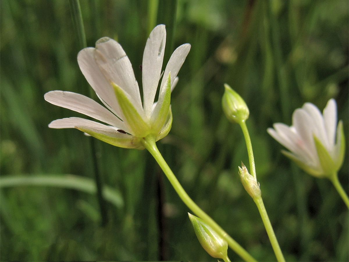 Image of Stellaria palustris specimen.