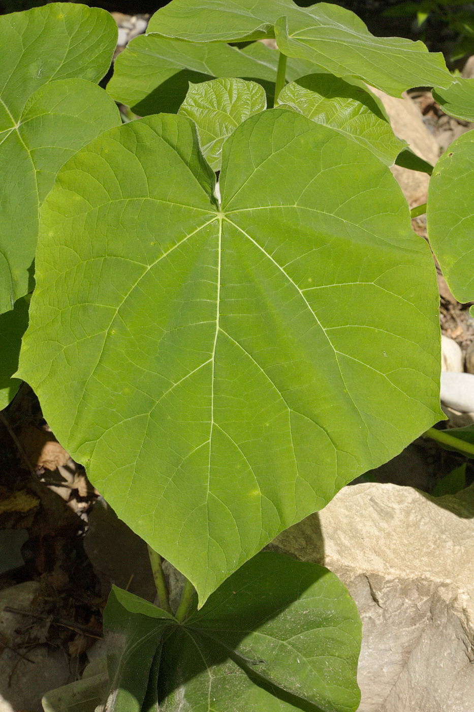 Image of Paulownia tomentosa specimen.