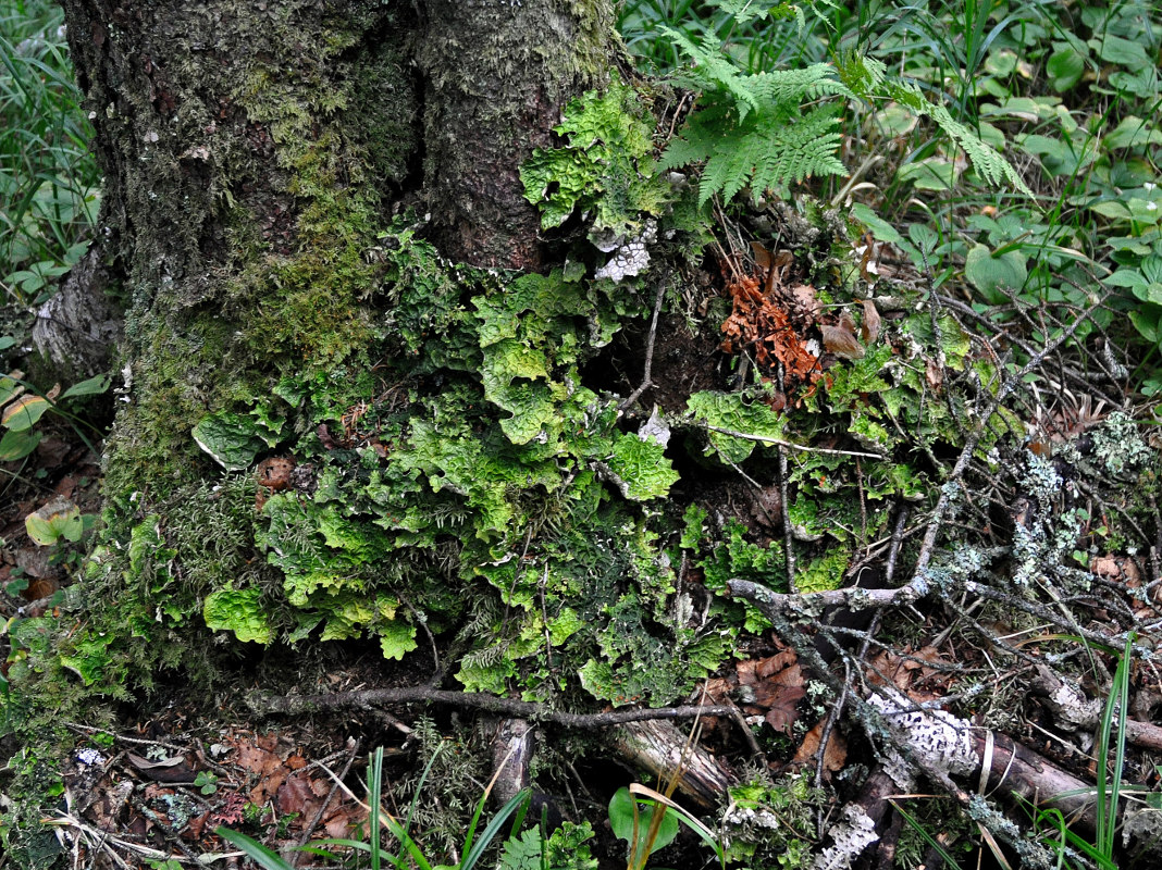 Изображение особи Lobaria linita.