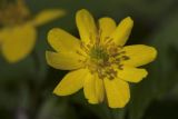 Anemone ranunculoides. Цветок с увеличенным количеством лепестков. Костромская обл., Судиславский р-н, окр. дер. Антипино, пойма ручья, правого притока р. Меза. 06.05.2018.