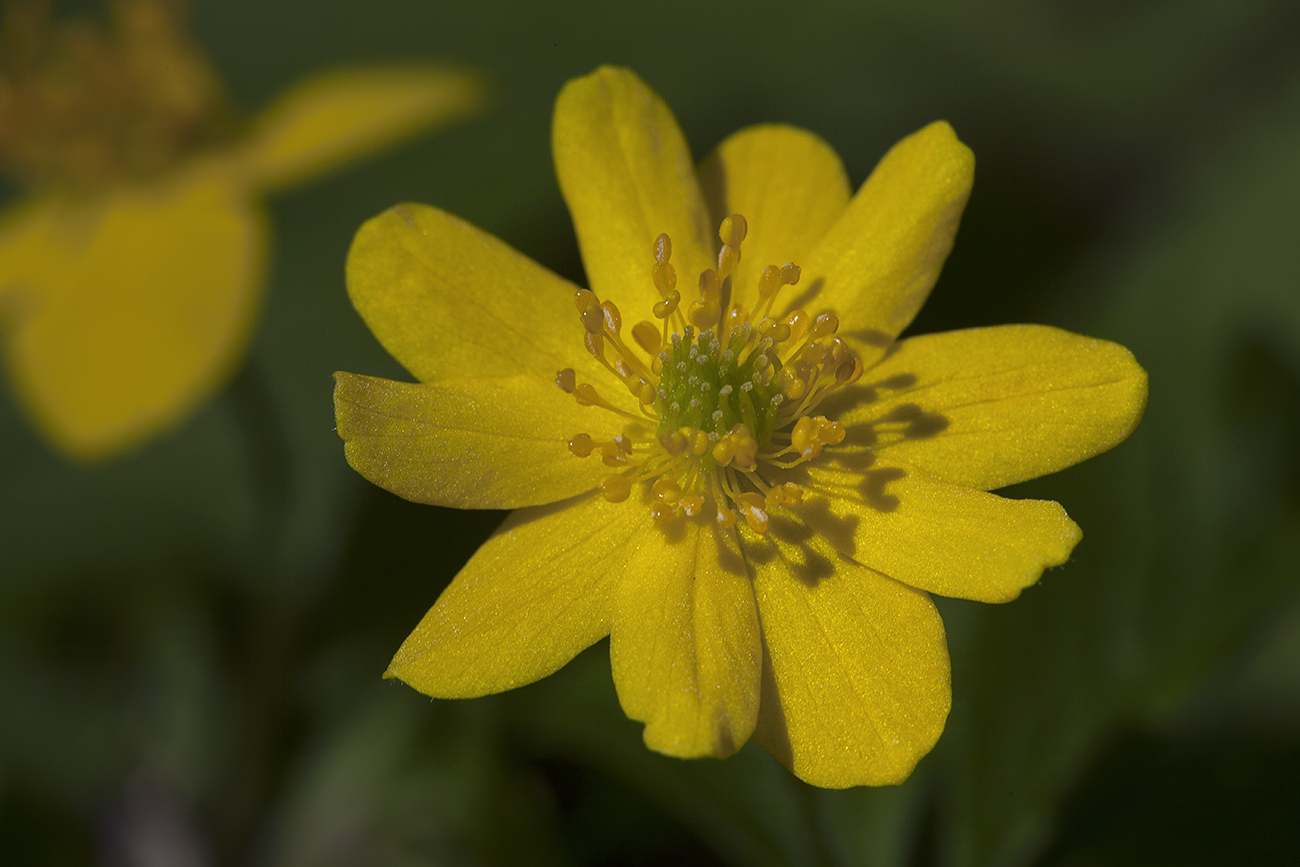 Изображение особи Anemone ranunculoides.