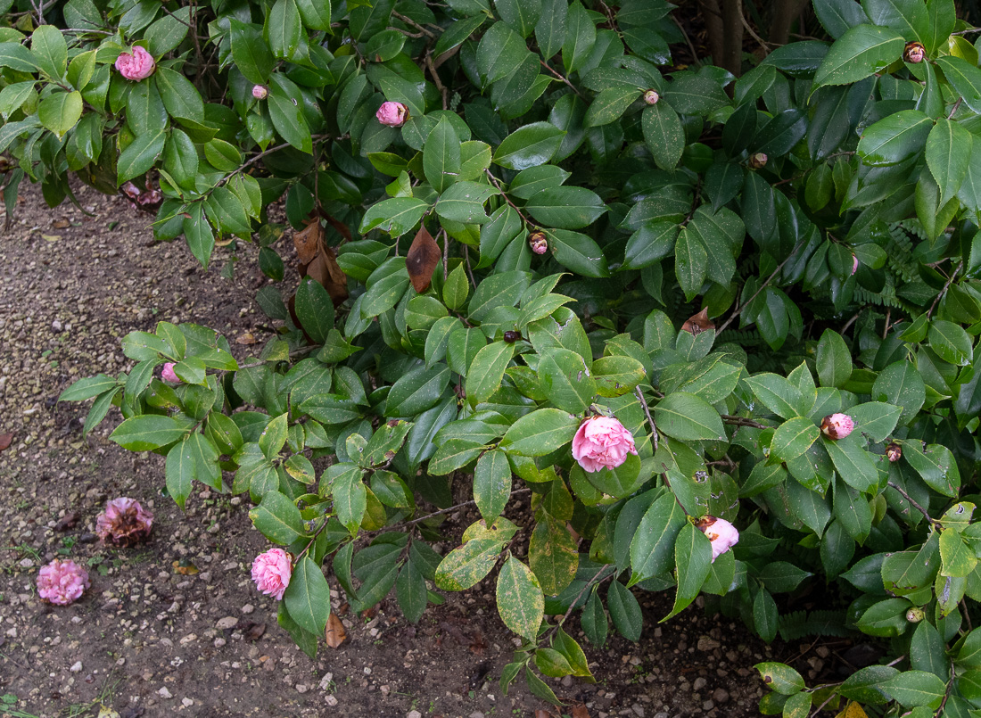 Image of Camellia japonica specimen.