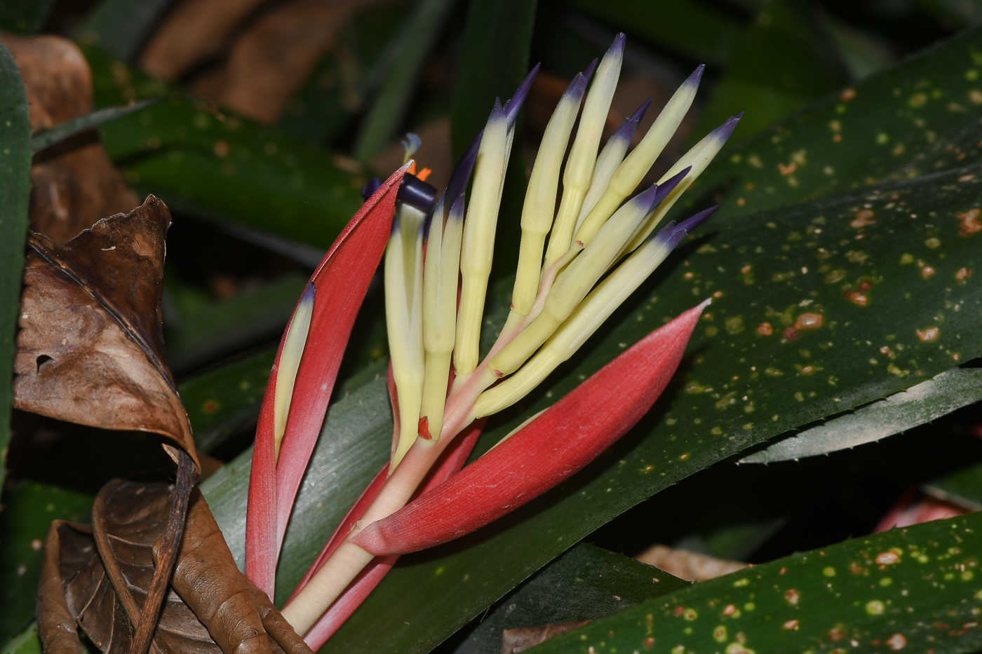 Изображение особи Billbergia lietzei.