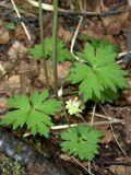 Ranunculus subborealis