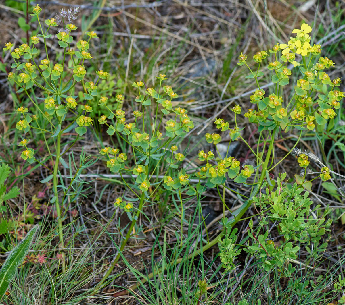 Image of Euphorbia virgata specimen.