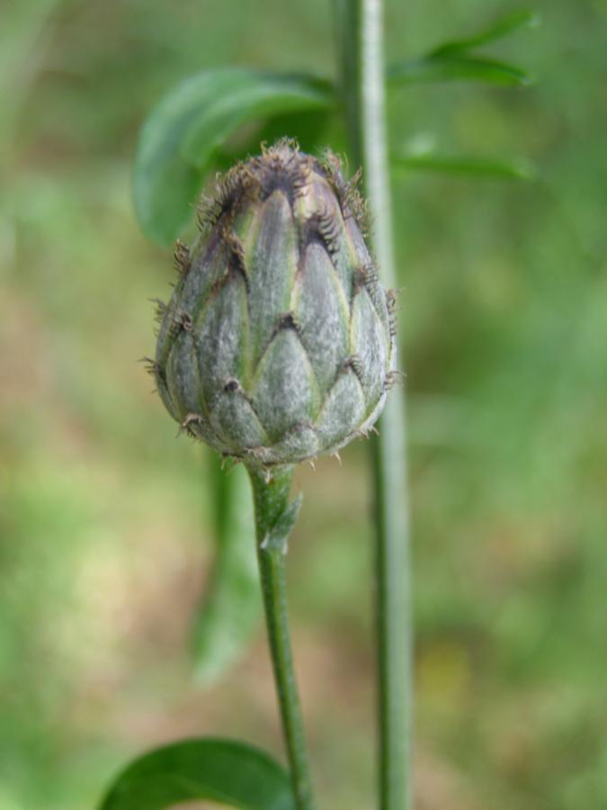 Image of genus Centaurea specimen.