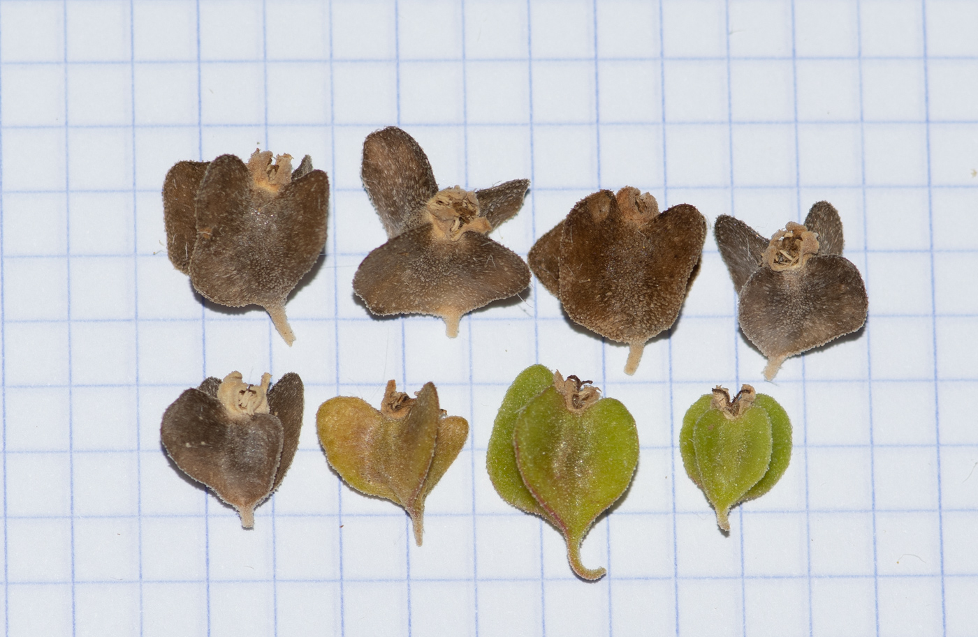 Image of Tetragonia decumbens specimen.