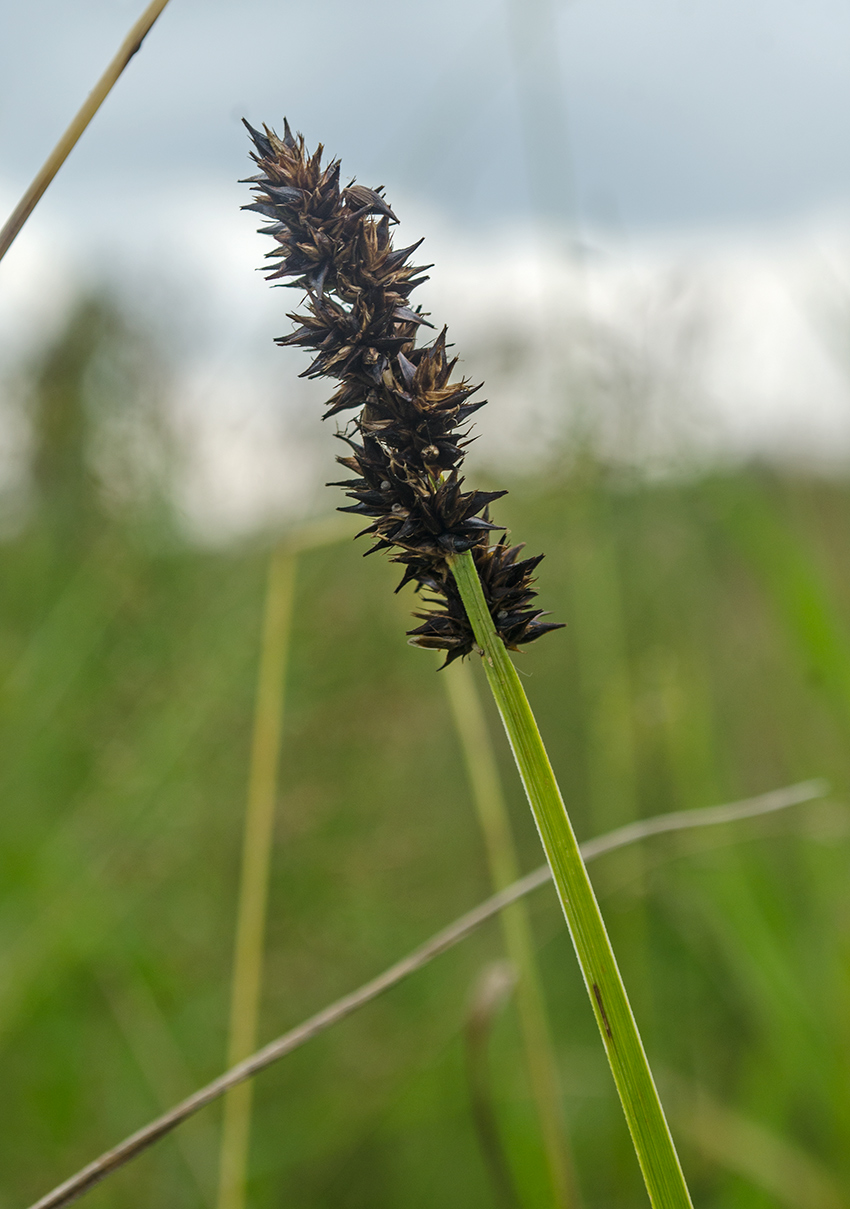 Image of Carex vulpina specimen.