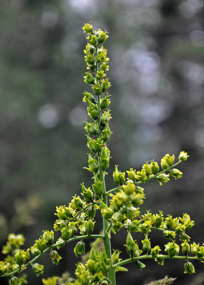 Image of Veratrum lobelianum specimen.