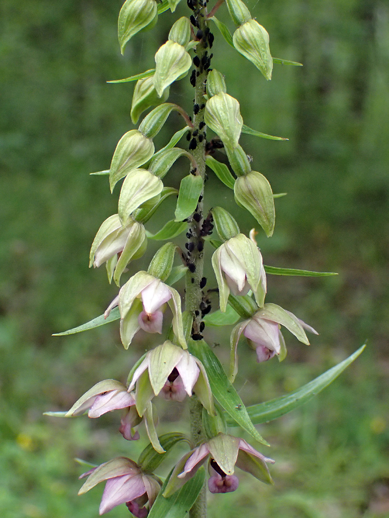 Image of Epipactis helleborine specimen.