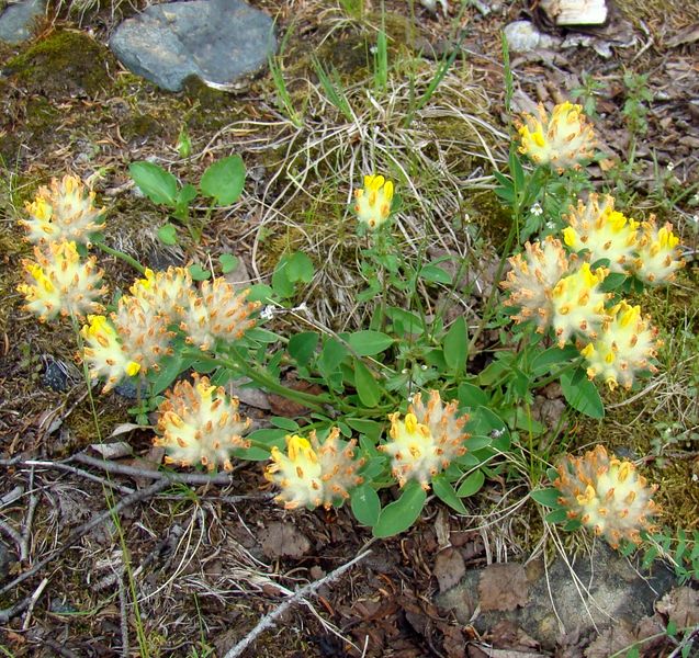 Image of Anthyllis vulneraria var. schiwereckii specimen.