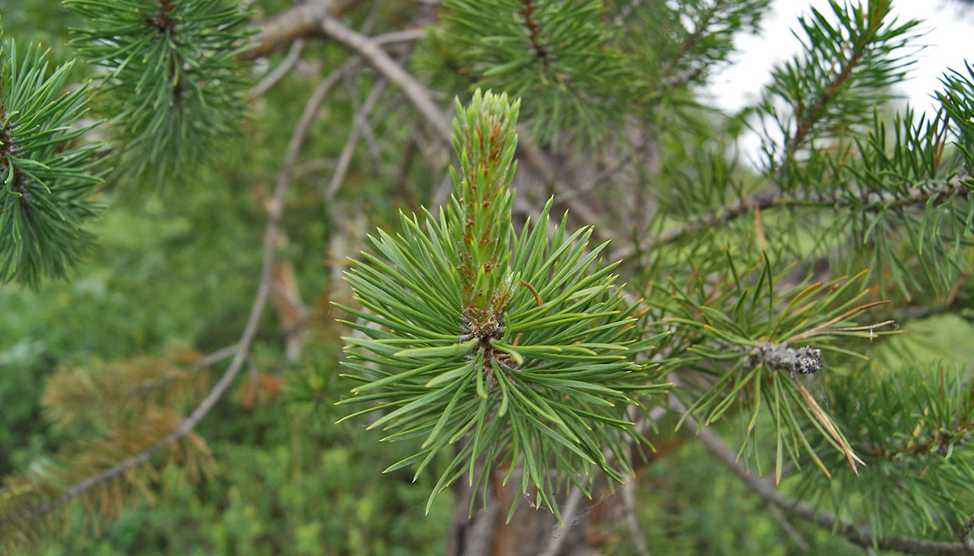 Изображение особи Pinus sylvestris.