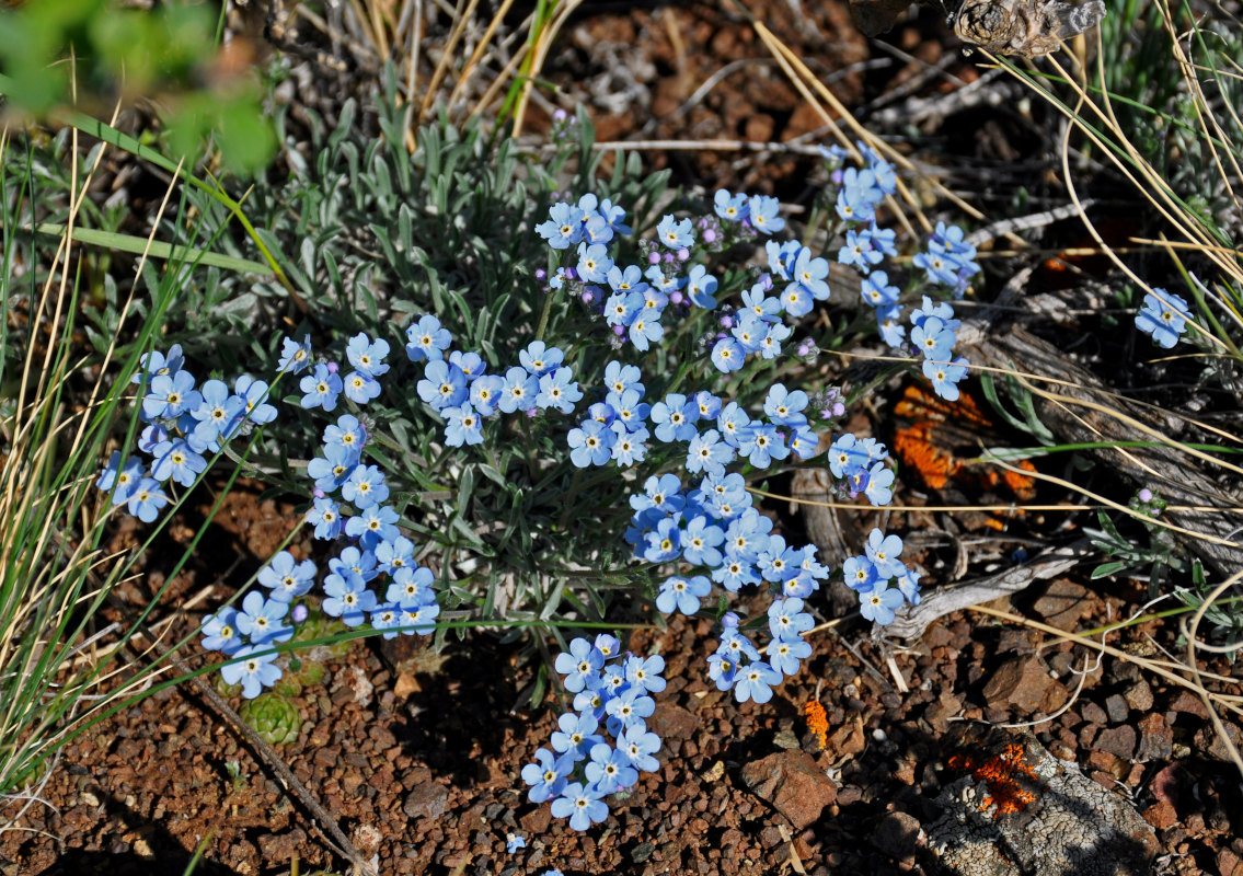 Image of genus Eritrichium specimen.