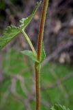 Potentilla caucasica. Часть стебля с листом и прилистниками. Республика Адыгея, г. Майкоп, южная окраина, между р. Белая и северной оконечностью водораздельного хребта Нагиеж-Уашх, луговая низина. 02.05.2020.