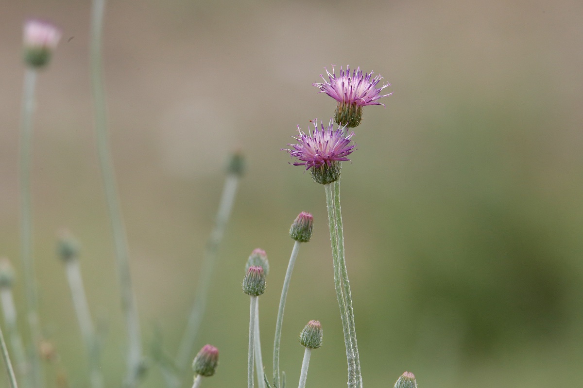 Image of genus Jurinea specimen.