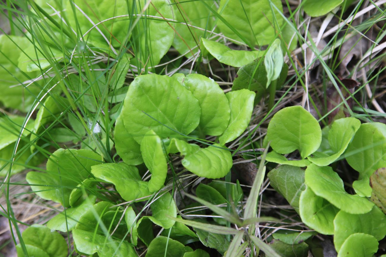 Image of Pyrola minor specimen.