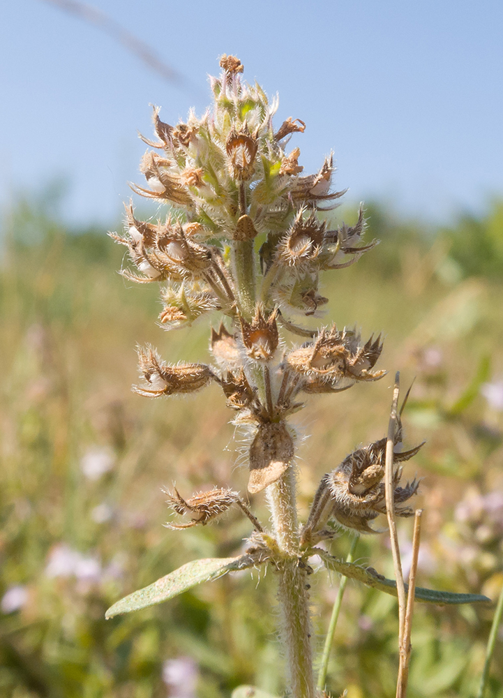 Изображение особи род Thymus.