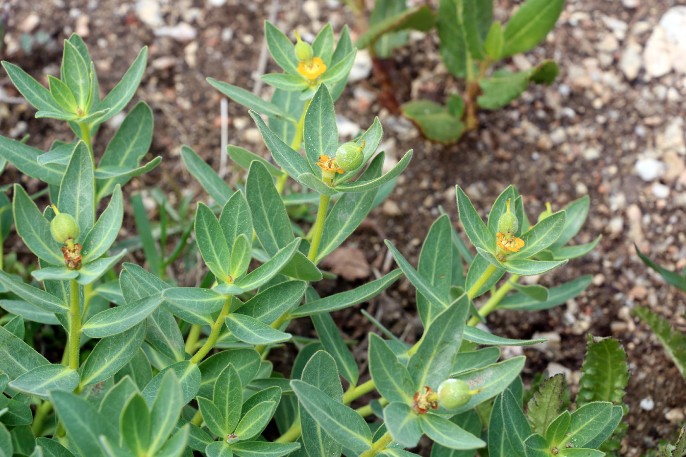 Image of Euphorbia sarawschanica specimen.