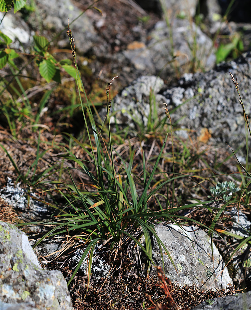 Image of Carex rigidioides specimen.