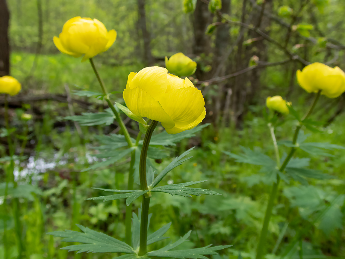 Image of Trollius europaeus specimen.