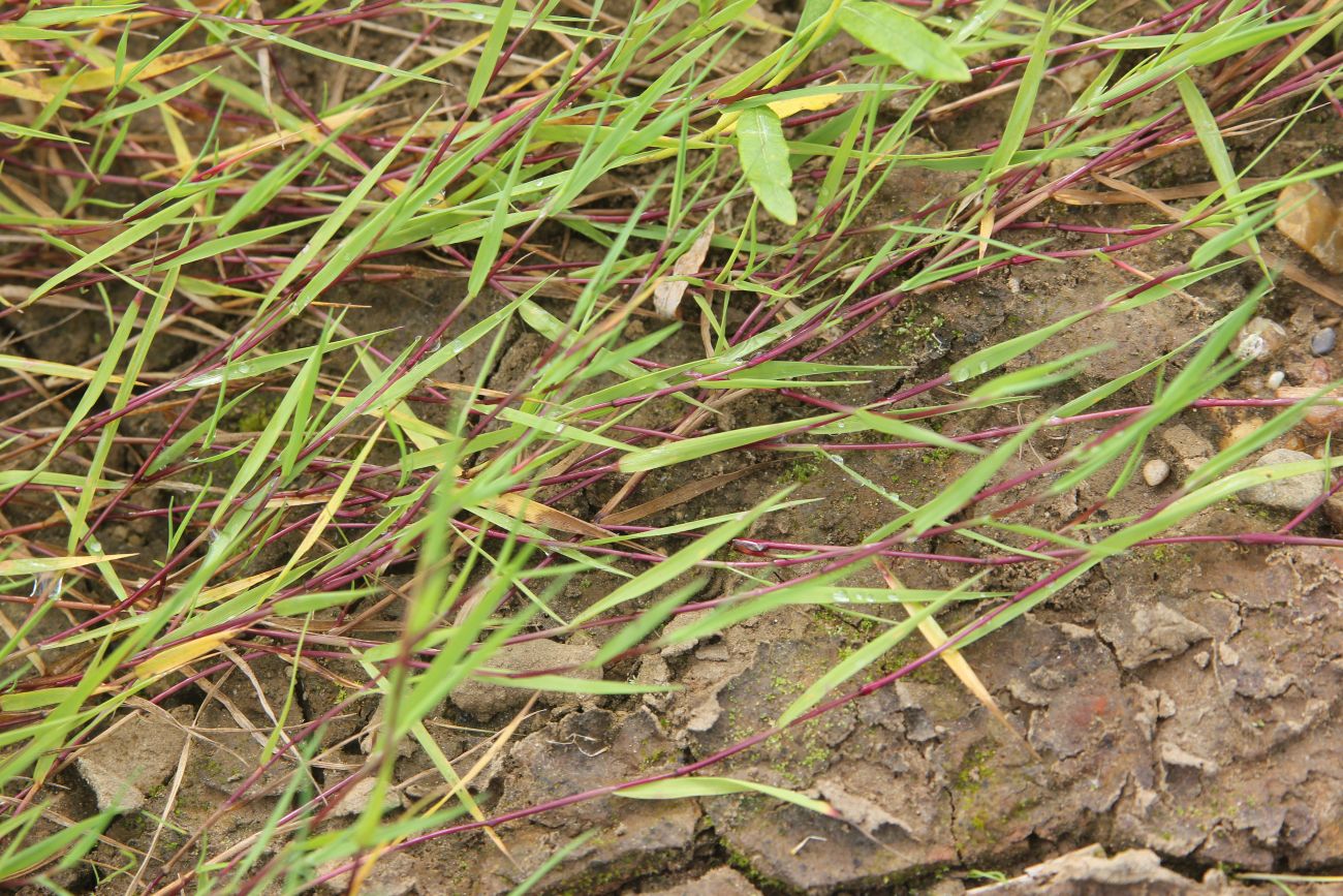 Image of Agrostis stolonifera specimen.