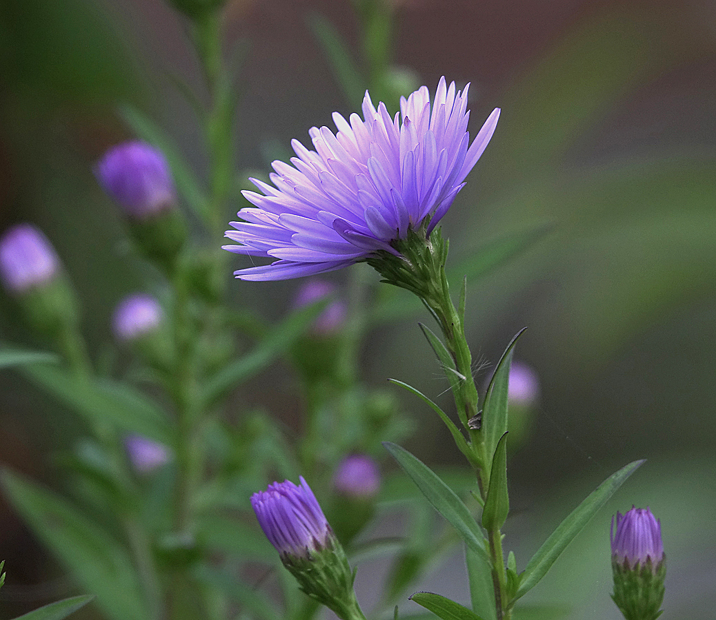 Image of Symphyotrichum &times; versicolor specimen.