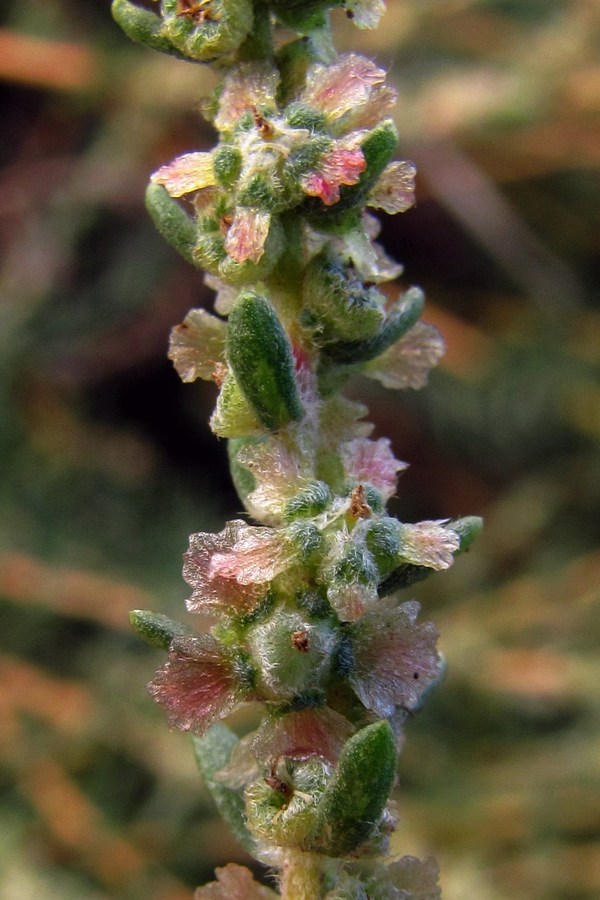 Image of Bassia prostrata specimen.