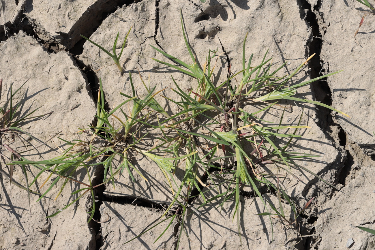 Image of Sclerochloa dura specimen.