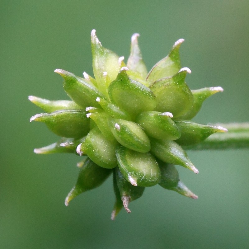 Image of Ranunculus acris specimen.