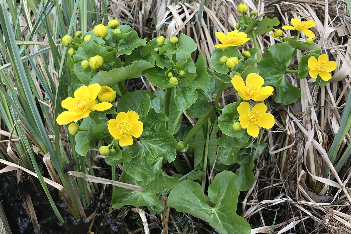 Image of Caltha palustris specimen.