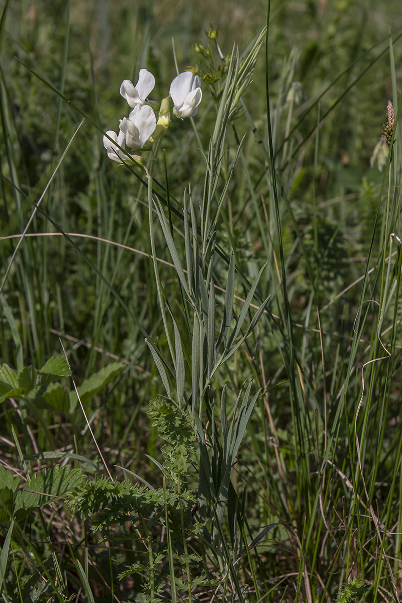 Image of Lathyrus pallescens specimen.