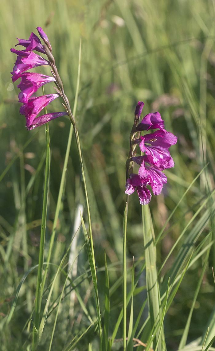 Изображение особи Gladiolus tenuis.