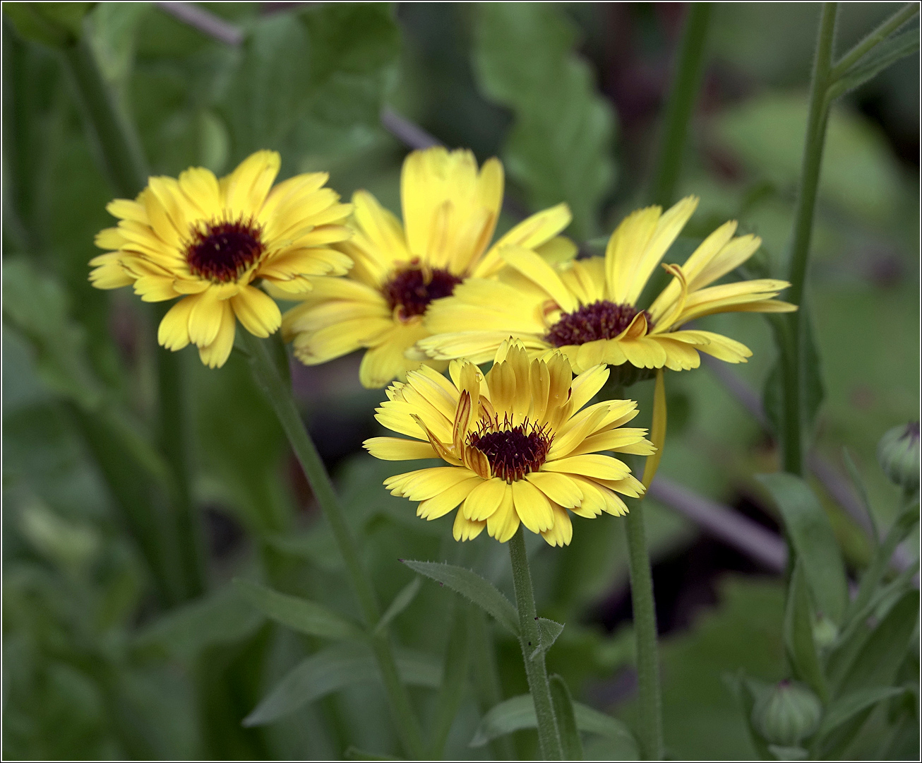 Image of Calendula officinalis specimen.