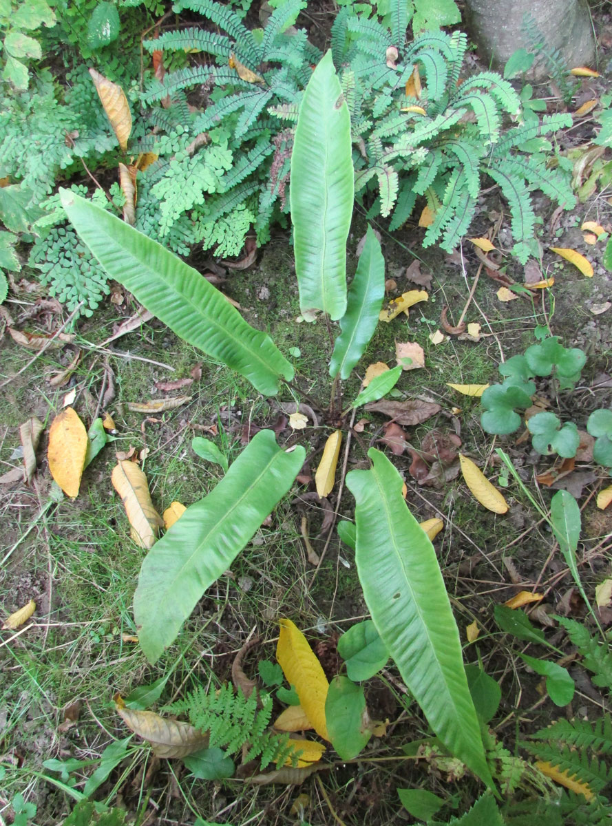 Изображение особи Phyllitis japonica.