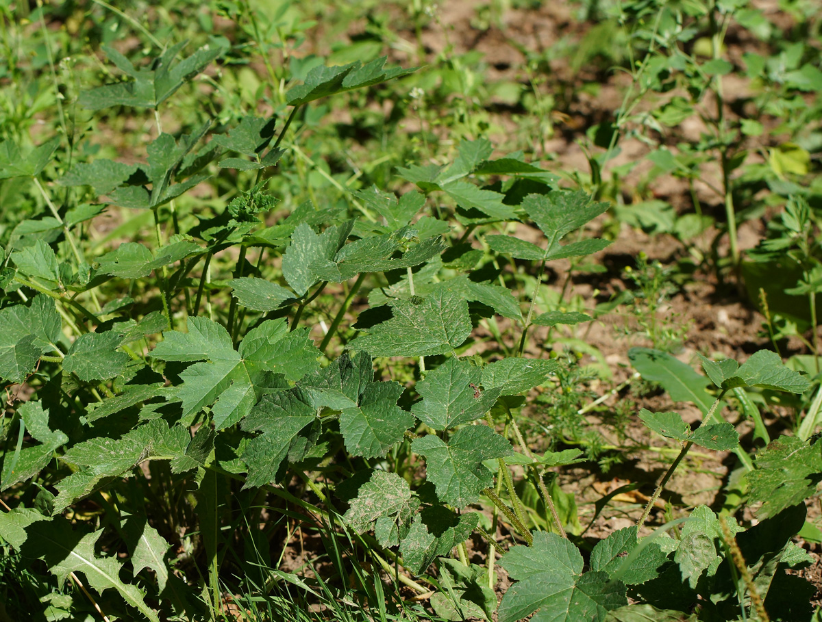 Image of Heracleum sibiricum specimen.