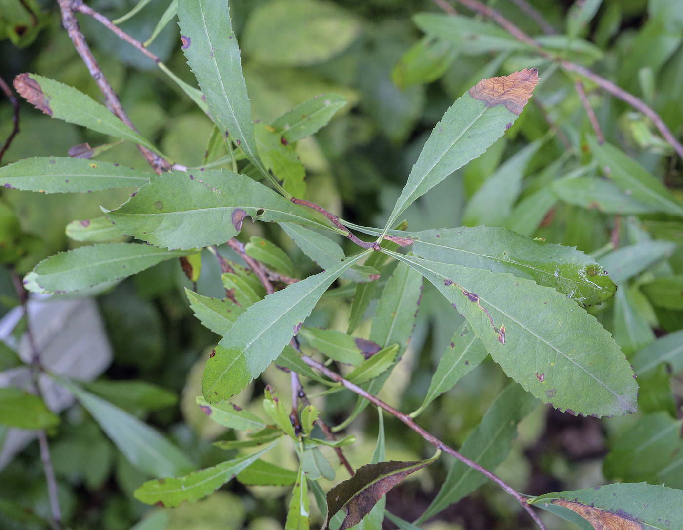 Изображение особи Amygdalus ledebouriana.