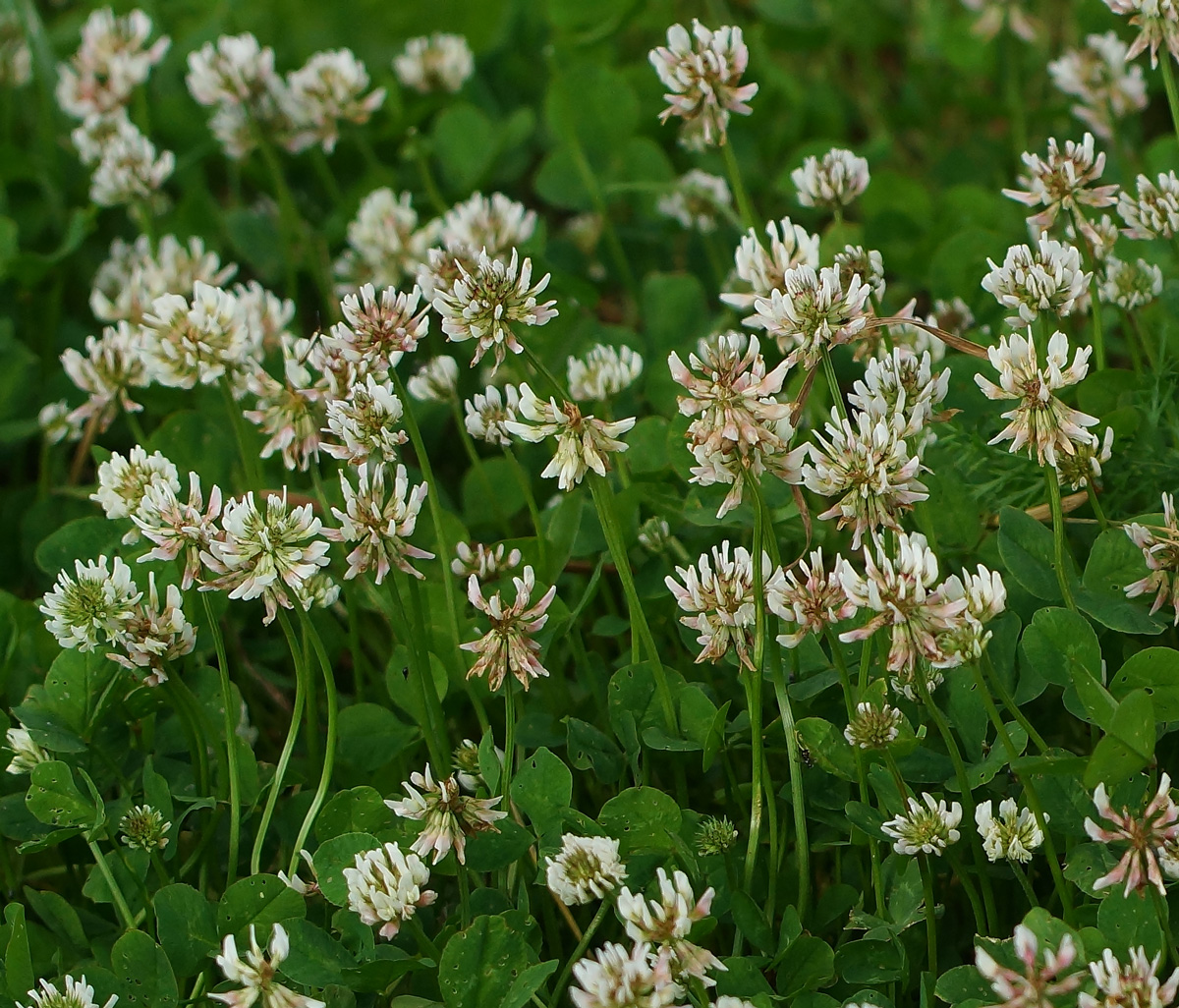 Image of Trifolium repens specimen.