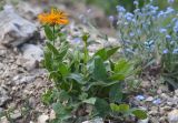 Inula orientalis