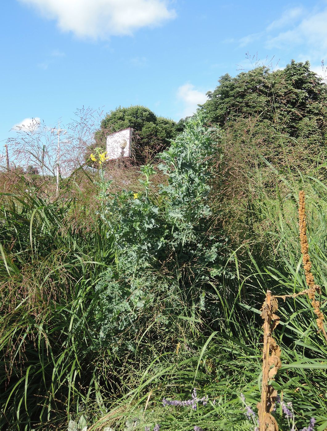 Image of Brassica oleracea var. sabellica specimen.