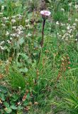 genus Erigeron. Цветущее растение. Республика Алтай, Онгудайский р-н, пер. Семинский, ≈ 1800 м н.у.м., луг. 01.08.2010.