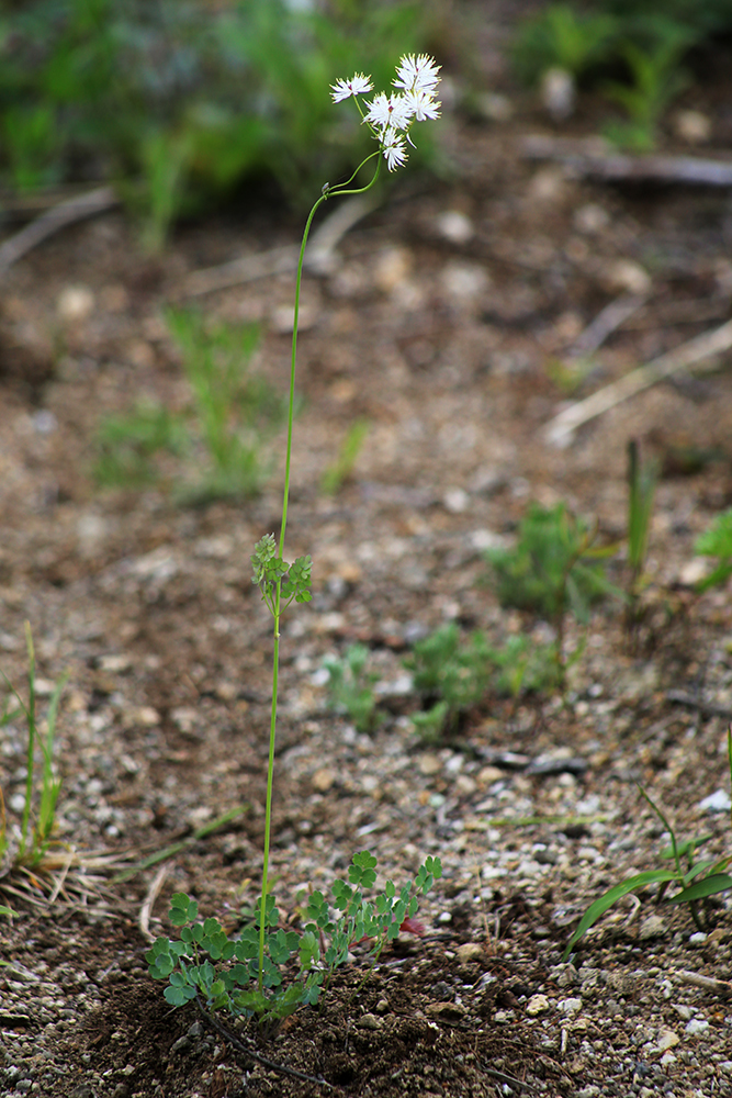 Изображение особи Thalictrum petaloideum.